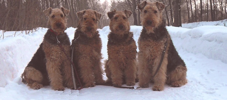 Vier Airedale-Teddys
