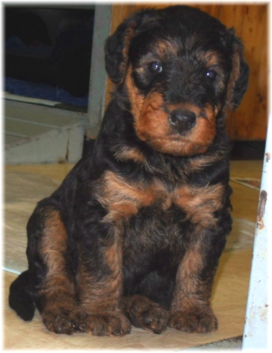 Airedale-Welpe, 32 Tage alt