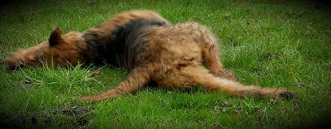 sonni geniet das khle nasse bas im gras