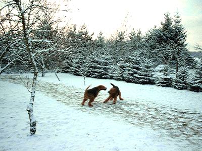 Winterspiele in unserem Garten  2003 - Tarzan und Sonni