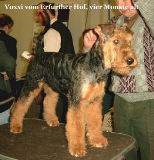 Voxxi vom Erfurther Hof