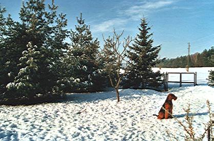 Sonni im verschneiten Garten im Winter 2002